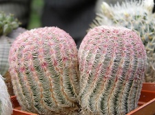 Echinocereus rigidissimus v rubrispinus 1