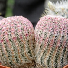 Echinocereus rigidissimus v rubrispinus 1