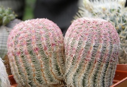 Echinocereus rigidissimus v rubrispinus 1