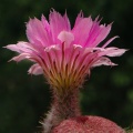 Echinocereus rigidissimus var rubrispinum L088 Artemiy