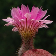 Echinocereus rigidissimus var rubrispinum L088 Artemiy
