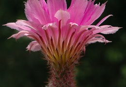 Echinocereus rigidissimus var rubrispinum L088 Artemiy