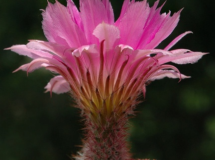 Echinocereus rigidissimus var rubrispinum L088 Artemiy