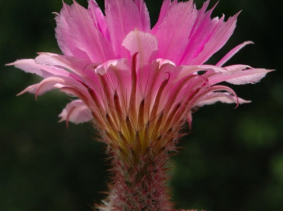 Echinocereus rigidissimus var rubrispinum L088 Artemiy