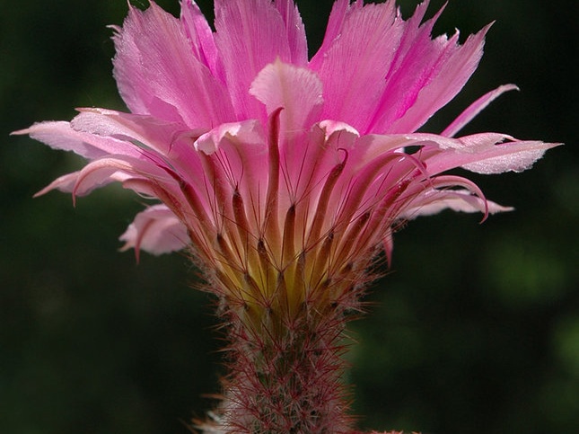 Echinocereus rigidissimus var rubrispinum L088 Artemiy