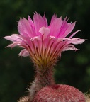 Echinocereus rigidissimus var rubrispinum L088 Artemiy