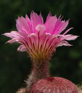 Echinocereus rigidissimus var rubrispinum L088 Artemiy
