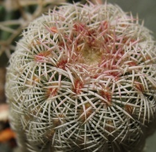 Echinocereus rigidissumus Mudrak-victory jan2012