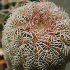 Echinocereus rigidissumus Mudrak-victory jan2012