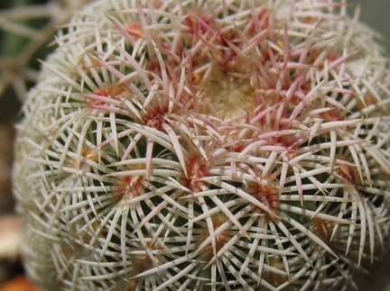 Echinocereus rigidissumus Mudrak-victory jan2012