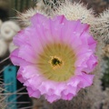 Echinocereus scopulorum
