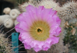 Echinocereus scopulorum