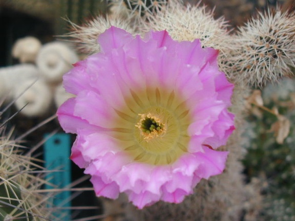 Echinocereus scopulorum