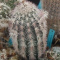 Echinocereus scopulorum pl