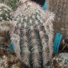 Echinocereus scopulorum pl