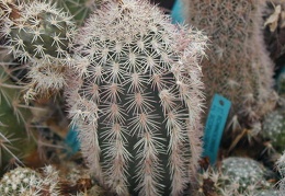 Echinocereus scopulorum pl