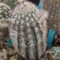 Echinocereus scopulorum pl