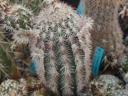 Echinocereus scopulorum pl