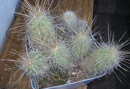 Echinocereus stramineus1 Burzak FG