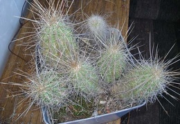 Echinocereus stramineus1 Burzak FG