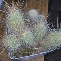 Echinocereus stramineus1 Burzak FG