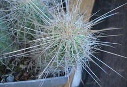 Echinocereus stramineus Burzak FG