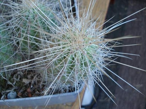 Echinocereus stramineus Burzak FG