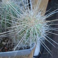 Echinocereus stramineus Burzak FG