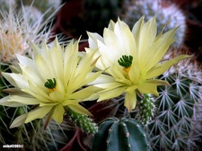 Echinocereus subinermis