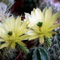 Echinocereus subinermis