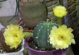 Echinocereus subinermis Arsen