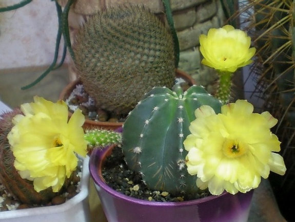 Echinocereus subinermis Arsen