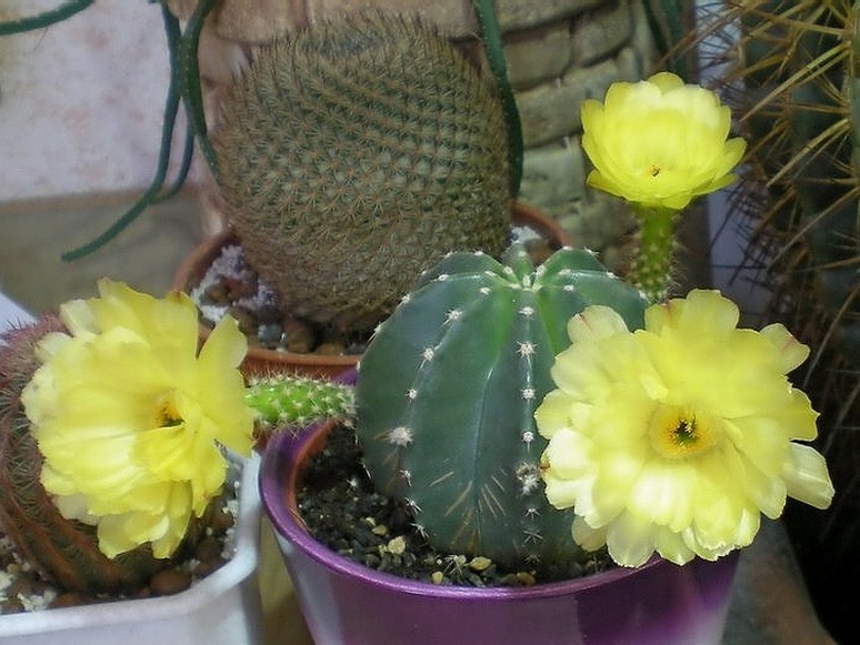 Echinocereus subinermis Arsen