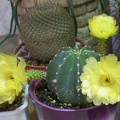 Echinocereus subinermis Arsen