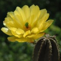 Echinocereus subinermis Artemiy