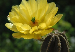 Echinocereus subinermis Artemiy