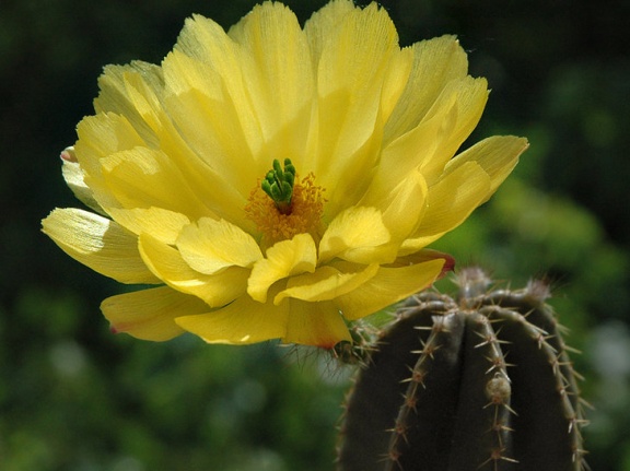 Echinocereus subinermis Artemiy