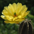 Echinocereus_subinermis_Artemiy.jpg