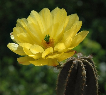 Echinocereus subinermis Artemiy