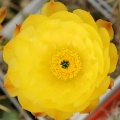 Echinocereus subinermis Sobolev