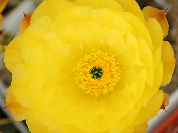 Echinocereus subinermis Sobolev