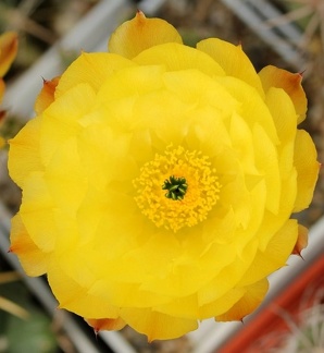 Echinocereus subinermis Sobolev