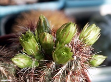 Echinocereus viridiflorus v  davisii