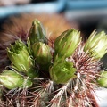 Echinocereus viridiflorus v  davisii