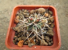 Echinocereus viridiflorus v  davisii 001