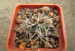 Echinocereus viridiflorus v  davisii 001