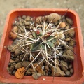 Echinocereus viridiflorus v  davisii 001