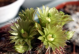 Echinocereus viridiflorus v  davisii 1