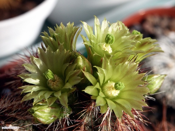 Echinocereus viridiflorus v  davisii 1
