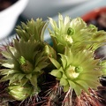 Echinocereus viridiflorus v  davisii 1